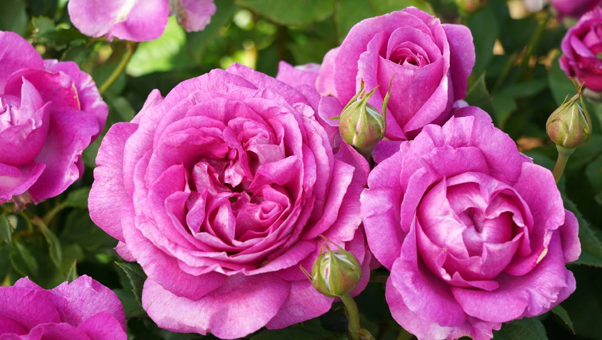 Rose Flower Extract