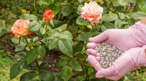 Woman Fertilizing to Rose Bushes