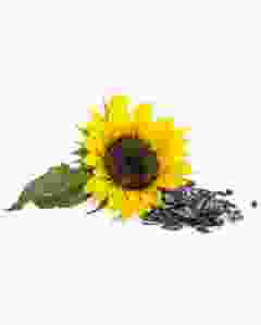 Growable Sunflower Garden Seeds 