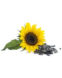 Growable Sunflower Garden Seeds 